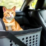 How to transport cats in a car